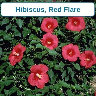 Hibiscus, Flare