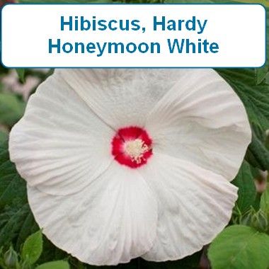 Hibiscus, Hardy Honeymoon White