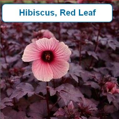 Hibiscus, Red Leaf