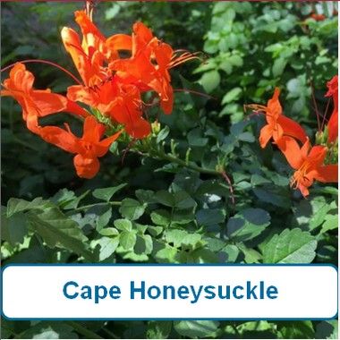 Honeysuckle, Cape