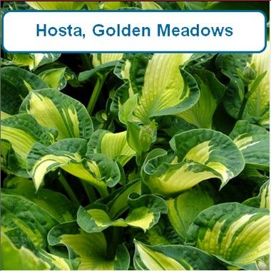 Hosta, Golden Meadows