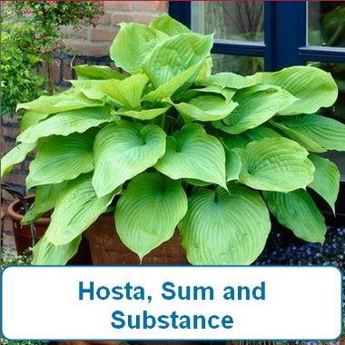Hosta, Sum and Substance