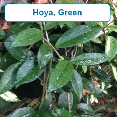 Hoya, Green