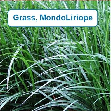Grass, Mondo Liriope
