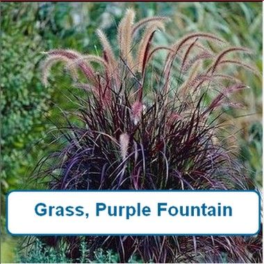 Grass, Purple Fountain