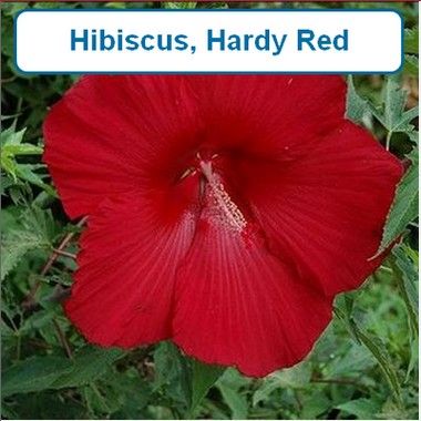 Hibiscus, Hardy Red