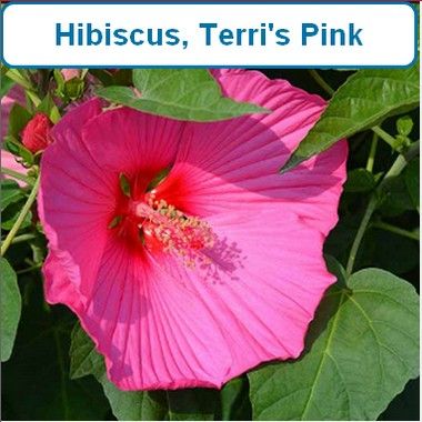 Hibiscus, Terri's Pink