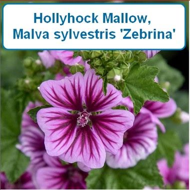 Hollyhock Mallow