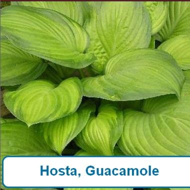 Hosta, Guacamole
