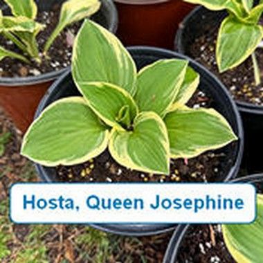 Hosta, Queen Josephine