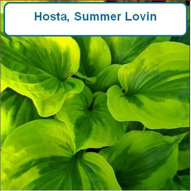 Hosta, Summer Lovin