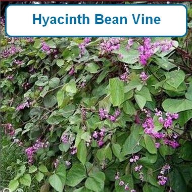 Hyacinth Bean Vine