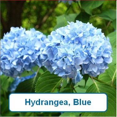 Hydrangea, Early Blue