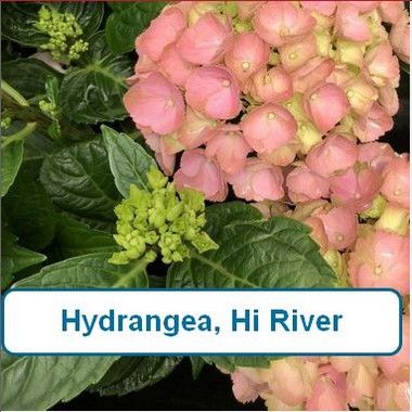 Hydrangea, Hi River