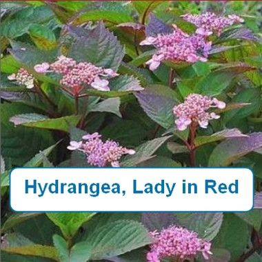Hydrangea, Lady in Red