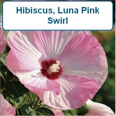 Hibiscus, Luna Pink Swirl