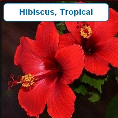 Hibiscus, Tropical (mix)