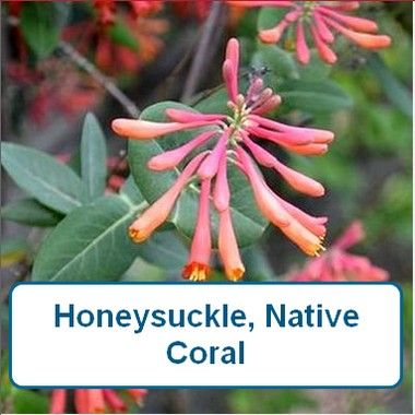 Honeysuckle, Native Coral