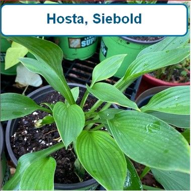Hosta, Siebolds