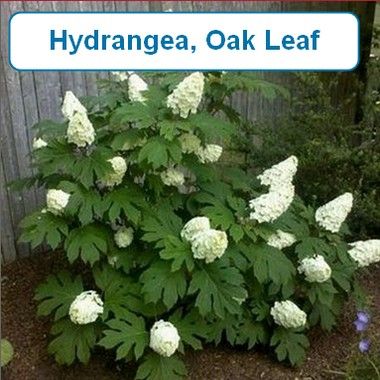 Hydrangea, Oak Leaf