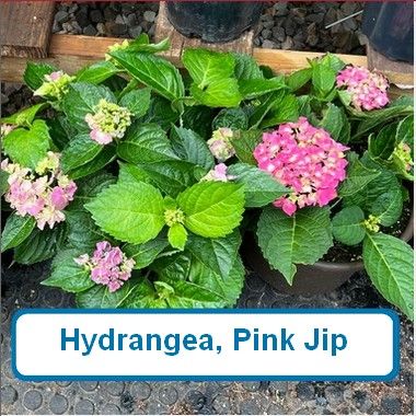 Hydrangea, Pink Jip
