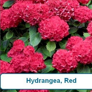Hydrangea, Red