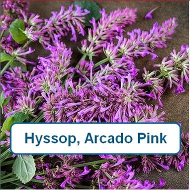 Hyssop, Arcado Pink