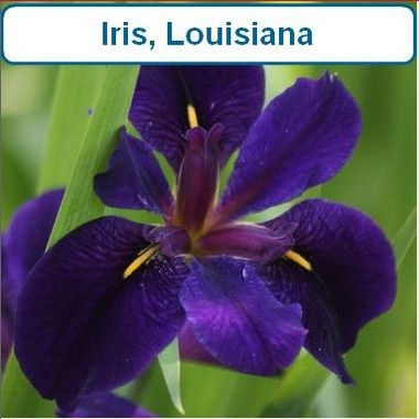 Iris, Louisiana
