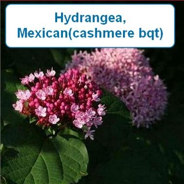 Hydrangea, Mexican(cashmere bqt)
