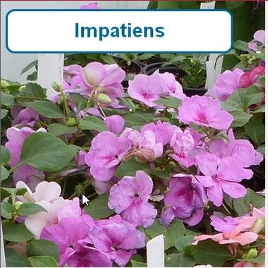 Impatiens