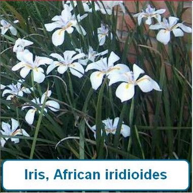 Iris, African iridioides