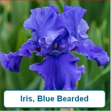 Iris, Blue Bearded