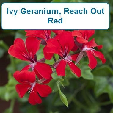 Ivy Geranium, Reach Out,Red-HB