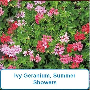 Ivy Geranium, Summer Showers-HB