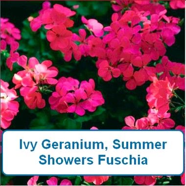 Ivy Geranium, Summer Showers Fuschia-HB