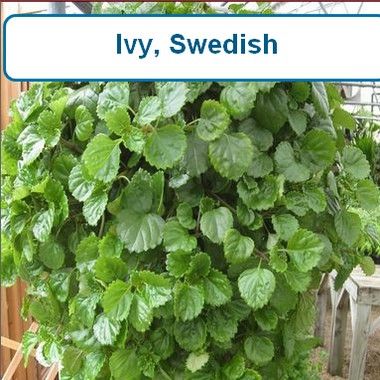 Ivy, Swedish-HB