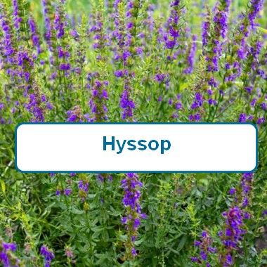 Hyssop