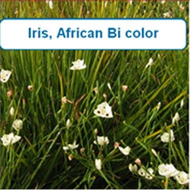 Iris, African Bicolor