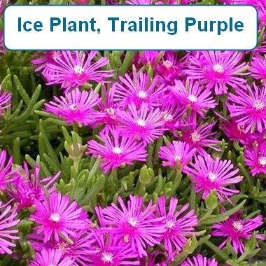 Ice Plant, Trailing purple