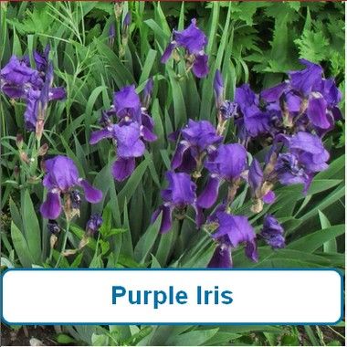 Iris, Purple