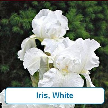 Iris, White