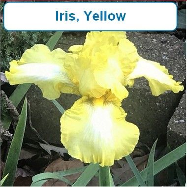 Iris, Yellow