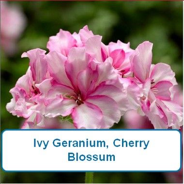 Ivy Geranium, Cherry Blossom-HB