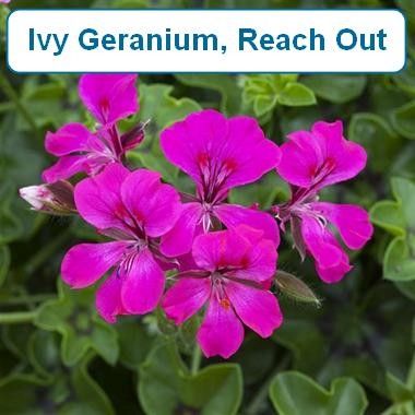 Ivy Geranium, Reach Out, Light Purple-HB