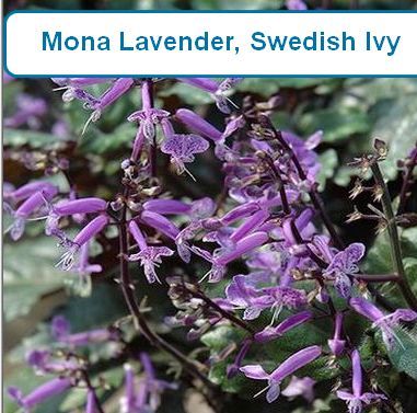 Ivy, Swedish Mona Lavender