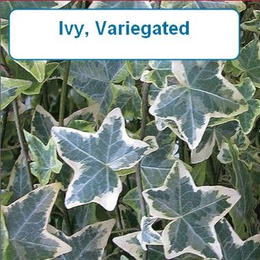Ivy, Variegated