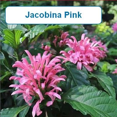 Jacobina,Brazilian Plume