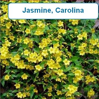 Jasmine, Carolina