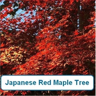Japanese Red Maple Tree