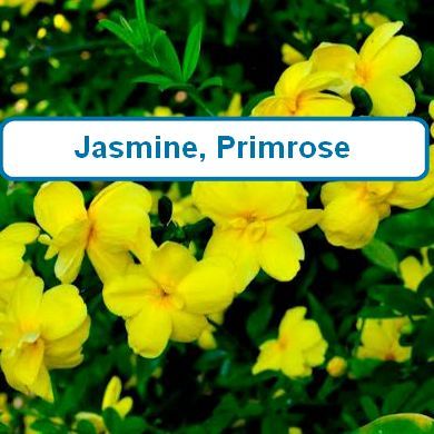 Primrose, Jasmine-yellow